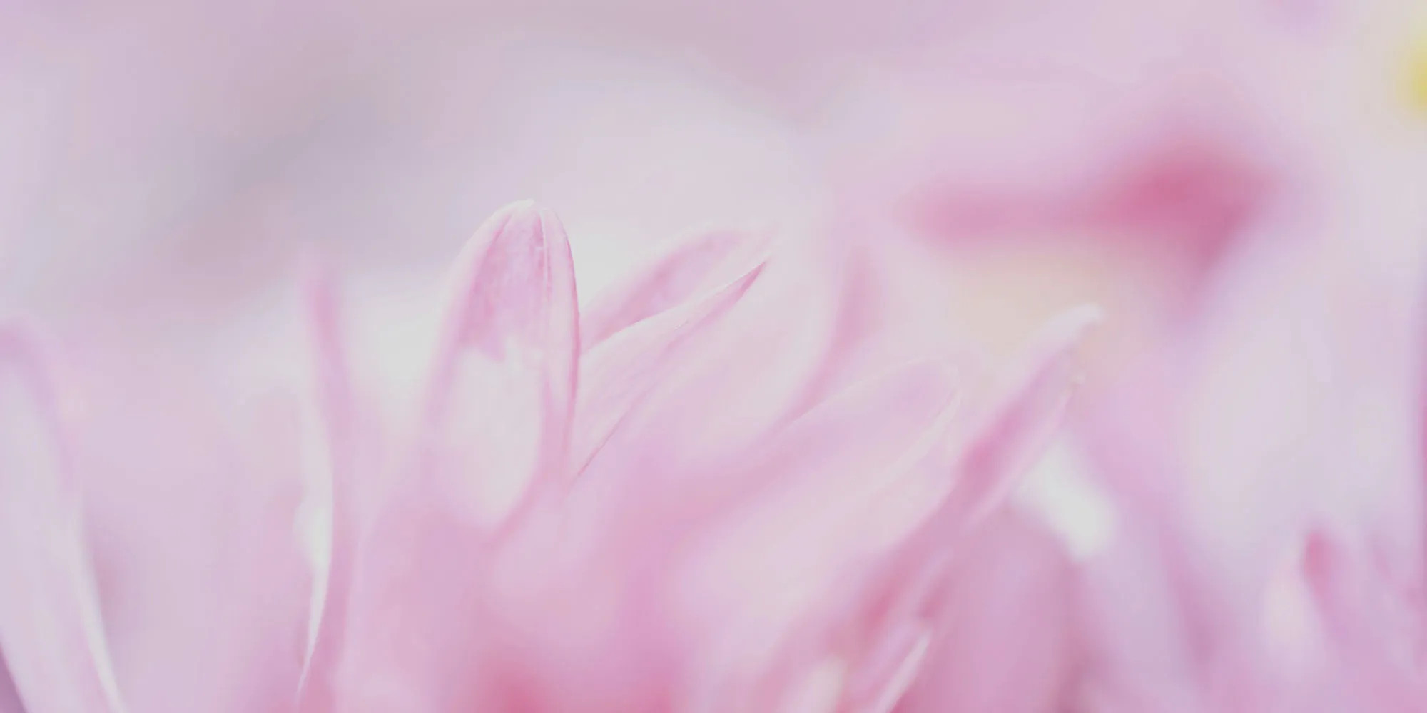 Nahaufnahme einer Blume mit extrem geringer Schärfentiefe, die den Effekt einer offenen Blende demonstriert