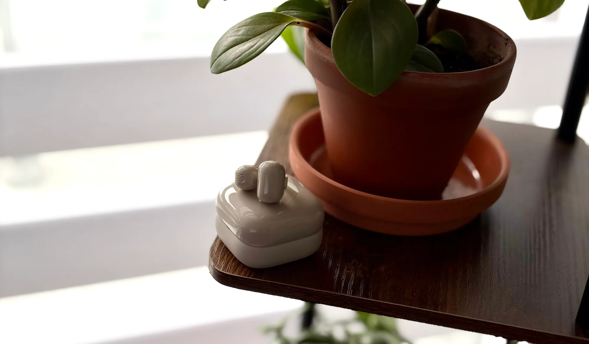 Eine Pflanze in einem Topf als dekoratives Element